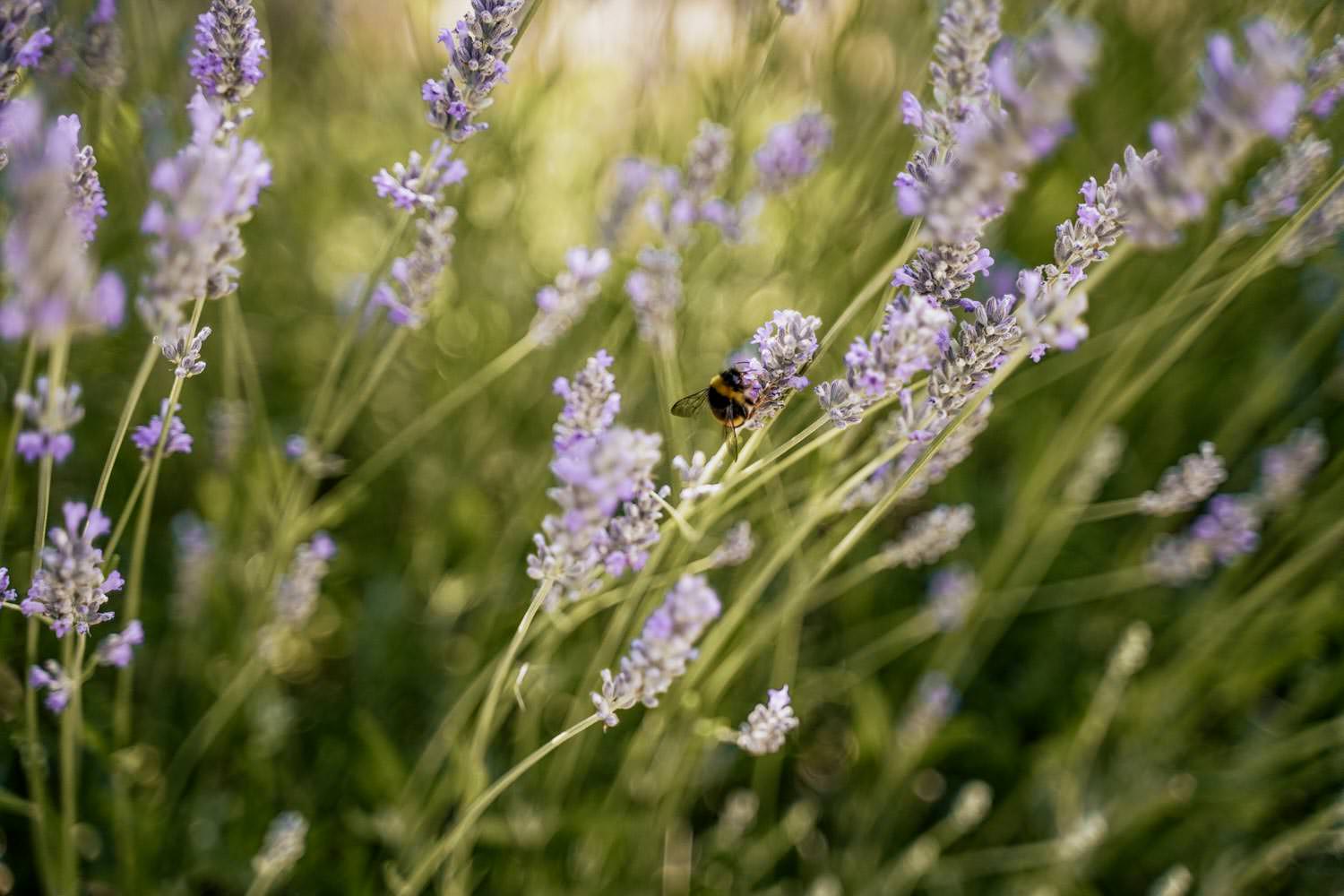 abeja en una boda