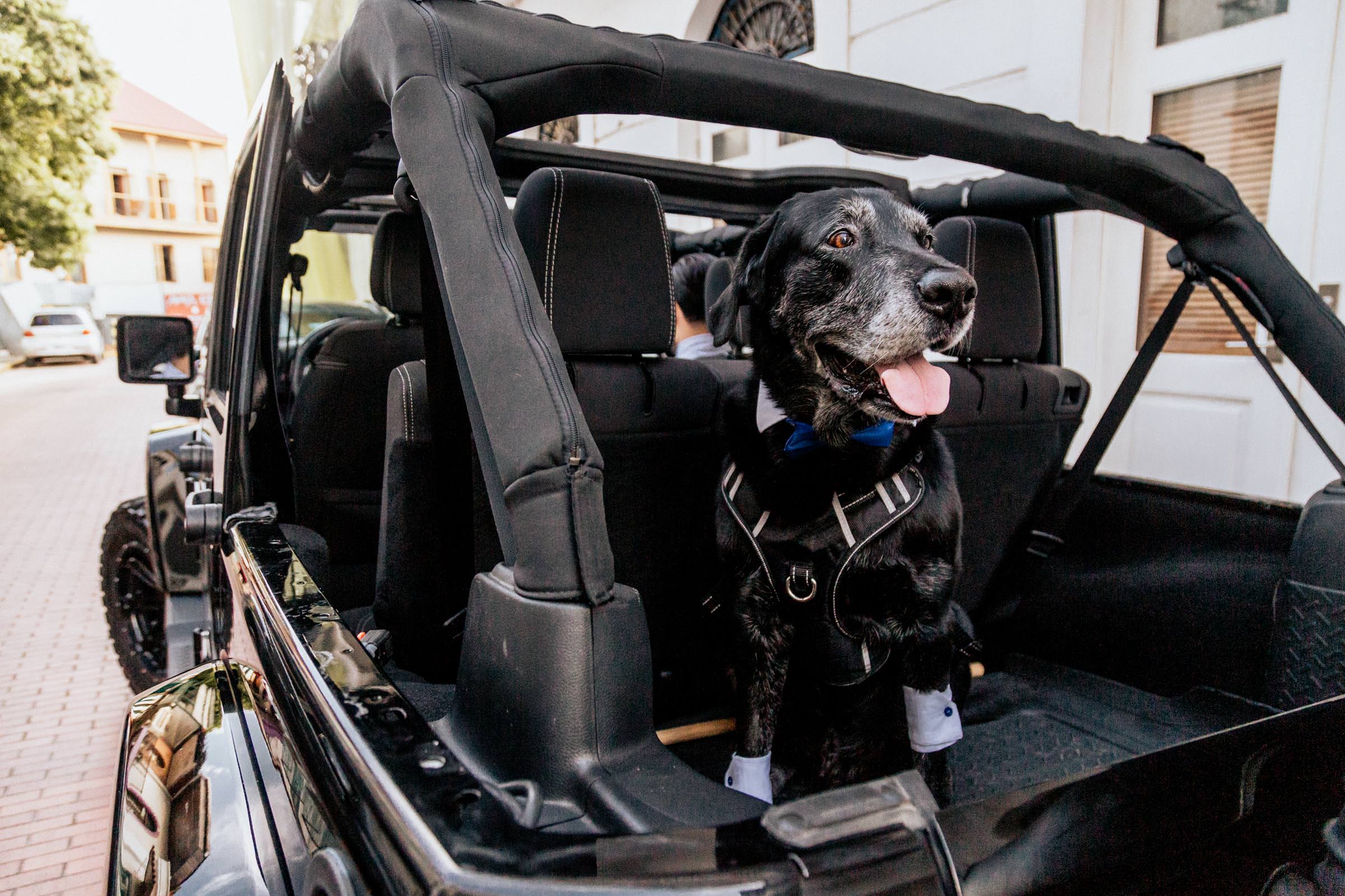 perro en casco viejo