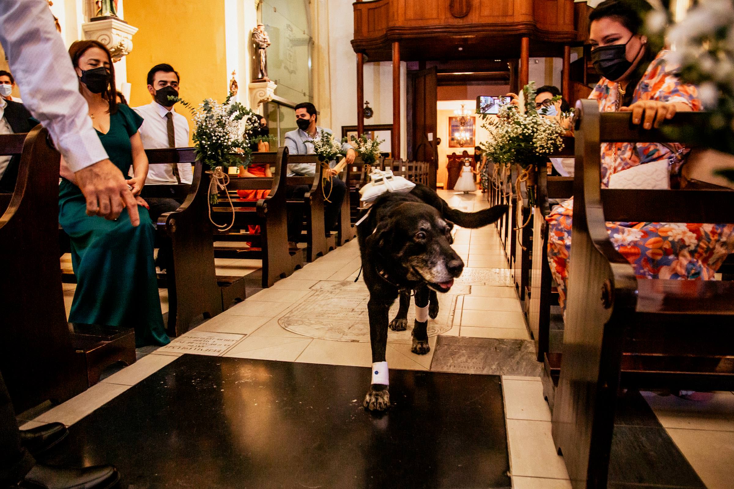 perro entra en la boda