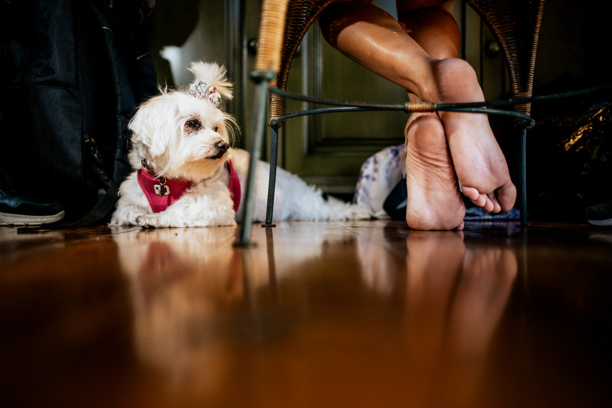 perro blanco en los preparativos de una boda